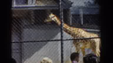 Bel Air Maryland (1960): Zoo Attendees Watching Giraffe Habitat