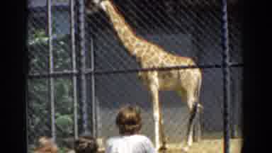Who needs a neck massage when you have a giraffe in the family?