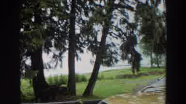 California (1964): Tall Pine Trees By A Lake