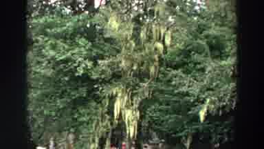 California (1964): Camera Zooms In To Certain Foliage Or Fruit Among Dense Foliage