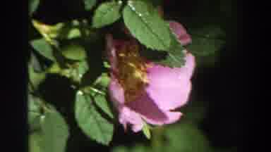 California (1964): Blooming Pink And Yellow Flower On A Bright Sunny Day