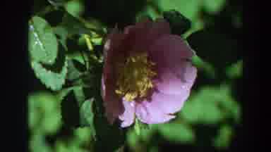 California (1964): Pink Flower Blooming On Green Branch With Blurry Background And