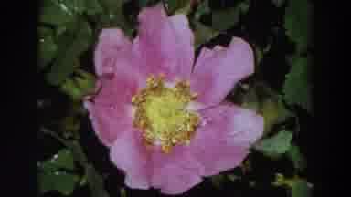 California (1964): Pink And Yellow Flower Blooming On A Bright Sunny Day