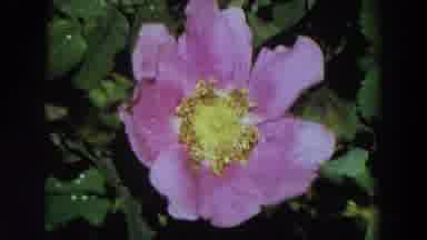 California (1964): Wildflower Near A Windy Shore And Dock On A Cloudy Day