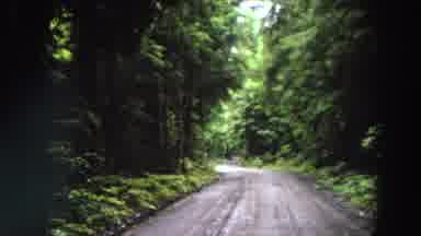 California (1964): The Exuberant Nature With Its Giant Trees A Quiet Road And A