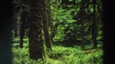California (1964): Beautiful Trees In Forest