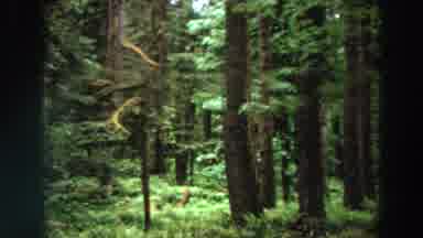 California (1964): Plants And Trees Are Looking Very Beautiful In The Forest