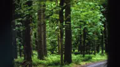 California (1964): Beautiful Landscape Of Green Forest Full Of Tall Trees And