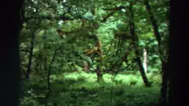 California (1964): A Forest Preserve Made For A Picnic And It Is Good For Hunting