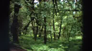 CALIFORNIA-1964: Right To Left Pan Of Road And Woods With Full Foliage With