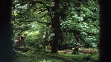 Washington (1964): A Deep Forest With A Gloomy View Of A Tiger