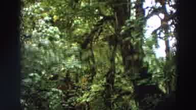 Washington (1964): Panning Video Footage Of Tree Canopies And Green Forest Floor