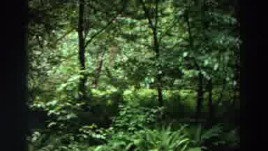 Washington (1964): Car Stopped On The Clay Road In The Middle Of The Forest