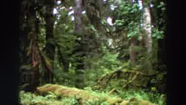 Washington (1964): View Of Green Trees And Red And White Object On A Clear Day