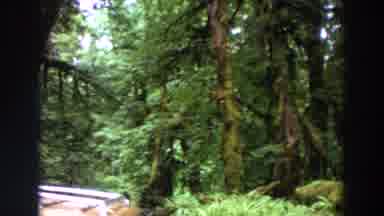 Washington (1964): View Of Wooden Bridge And Green Trees On A Clear Day