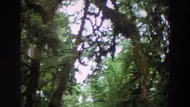 Washington (1964): The View From Below The Tree Canopy While Hiking In The Woods