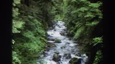 Washington (1964): Stream Flowing Towards Camera With Trees On Both Sides Of