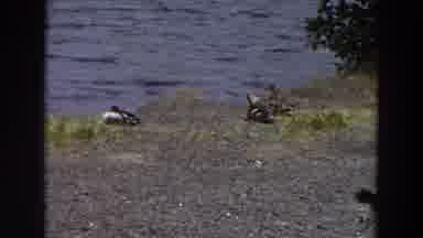 Washington (1964): Nesting Ducks By Lake