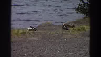 Washington (1964): Duck Gravel Free Pond Lake Stream Wildlife Wild Animal Cute