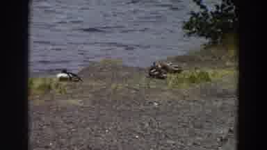 Washington (1964): Three Ducks Rest At The River Bank While The Water Is Rippling