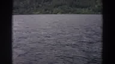 Washington (1964): Duck Playing In The Lake Enjoying The Water Filming Nature