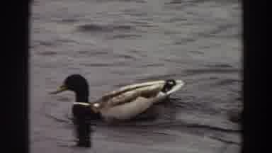 Washington (1964): A Duck Swimming In Water And Going Over A Small Wave