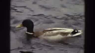 Washington (1964): Colorful Mallard Duck Swims On Rough Waters Against Strong