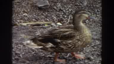 Washington (1964): Two Views Of Female Duck Walking Out Of Camera Range And