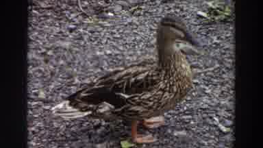 Washington (1964): Duck Standing And Looking Around On Pebble Or Gravel Beach