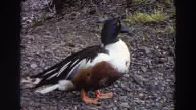 Washington (1964): A Duck With Brown Black And White Coloring Stands On Grey