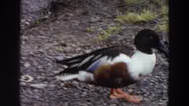 Washington (1964): A Duck Honking By A Body Of Water In The Mountains