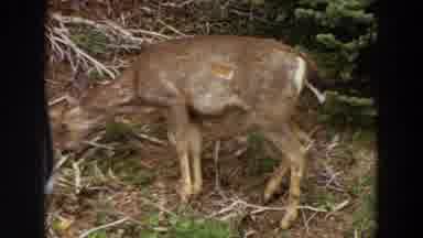Washington (1964): Animal Searching For Food In The Tree He Is Hungry Hunting The