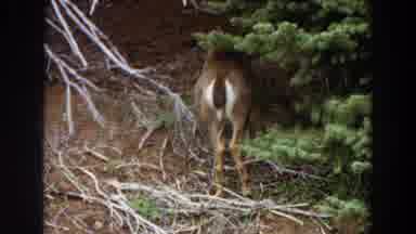Washington (1964): Deer Walking And Looking For Food In The Mountains