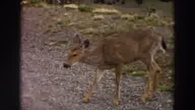 Washington (1964): A Female Deer Is Eating From The Ground Having No Fear