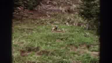 Washington (1964): View Of Brown Animal Resting In Green Grass On A Clear Day