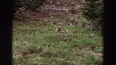 Washington (1964): Colored Video Of What Appears To Be An Animal Such As A Bird Or