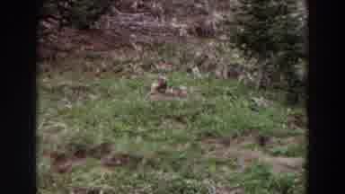Washington (1964): A Little Animal On The Side Of A Hill Along With Flowing Bush