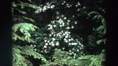 Washington (1964): Forest And Trees With Flowers On Them