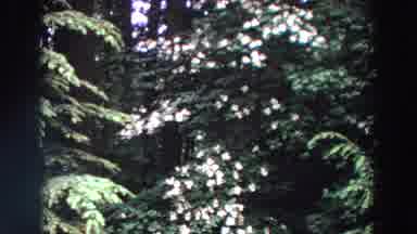 Washington (1964): Live And Pretty White Flowers With Surrounding Trees