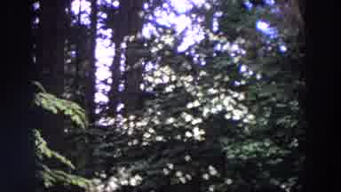 WASHINGTON-1964: White Flowers Among Trees In Forest
