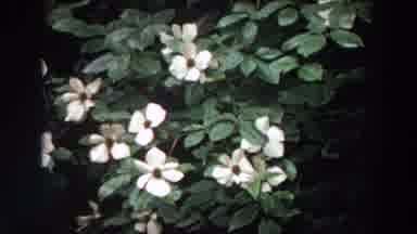 Washington (1964): Watching Plant With Very Green Leaves And White Flowers