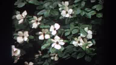 Washington (1964): Flowers And Boat Sailing In The Sea