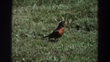 Washington (1964): Black And Brown Colored Bird Roaming Grass Area On A Sunny Day