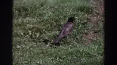 Washington (1964): Beautiful Spring View Of A Foraging Bird And Flowered Shrub