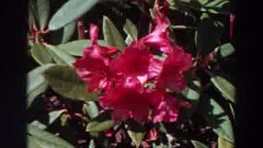 Washington (1964): Pink Flowers In A Garden In With Sunny Day And Many Leaves