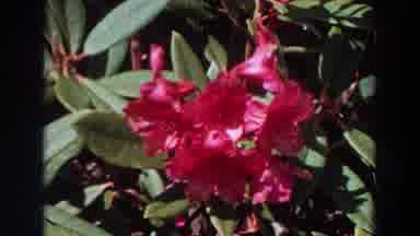 Washington (1964): Pink Blooming Flowers And A Small Garden With Wire Fencing