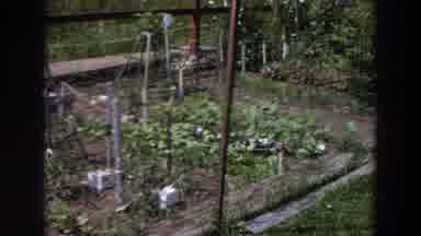 Washington (1964): Green House Garden With A Variety Of Plants