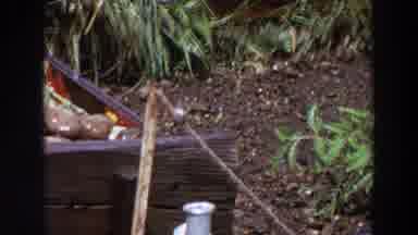 Washington (1964): Bird Balancing On Rope Tied To Food Stand Cleaning Wing