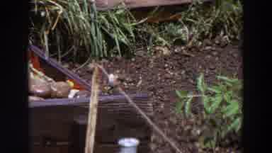 Washington (1964): Bird In A Stick Searching For Food In A Picnic Basket