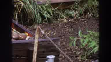 Washington (1964): Small Bird Perches On Stick
